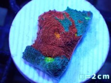 画像1: 【サンゴ】【通販】フラグ キッカサンゴsp.（Rainbow)（個体販売）No.30（生体）（サンゴ） (1)