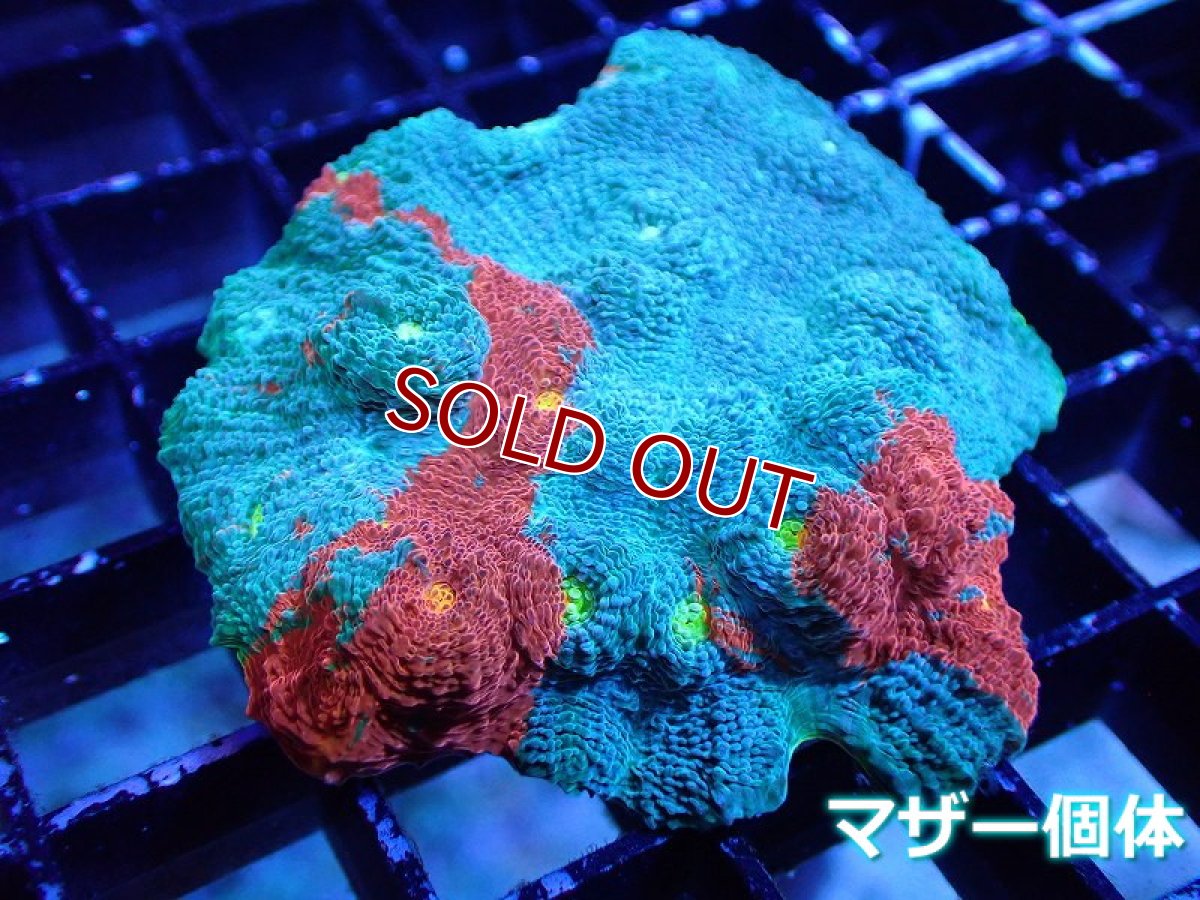 画像2: 【サンゴ】【通販】フラグ キッカサンゴsp.（Rainbow)（個体販売）No.30（生体）（サンゴ） (2)