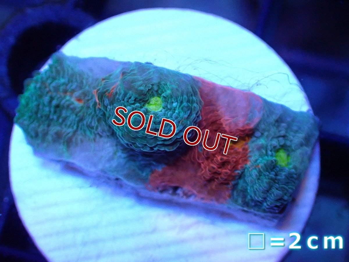 画像1: 【サンゴ】【通販】フラグ キッカサンゴsp.（Rainbow)（個体販売）No.31（生体）（サンゴ） (1)