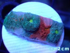 画像1: 【サンゴ】【通販】フラグ キッカサンゴsp.（Rainbow)（個体販売）No.31（生体）（サンゴ） (1)