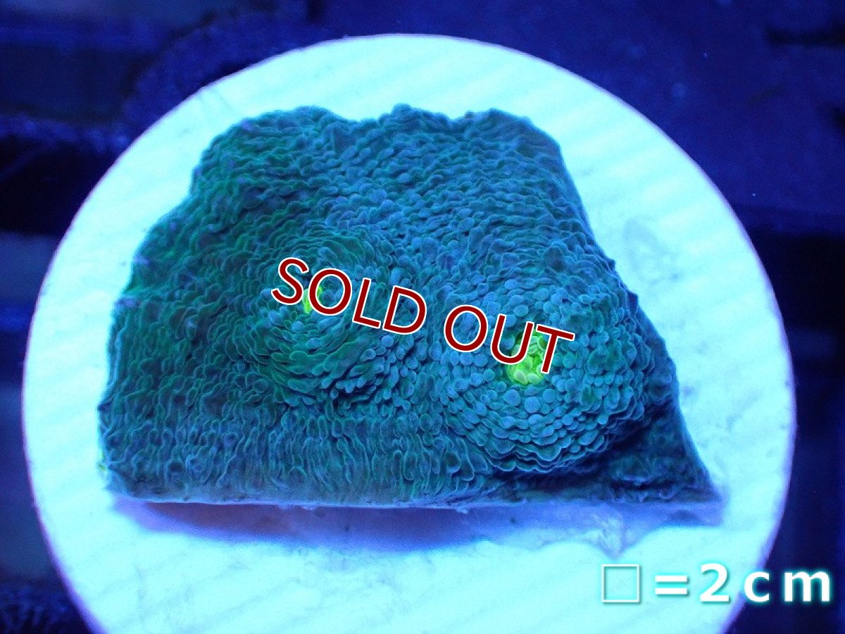 画像1: 【サンゴ】【通販】フラグ キッカサンゴsp.（Rainbow)（個体販売）No.32（生体）（サンゴ） (1)