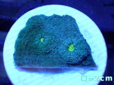 画像1: 【サンゴ】【通販】フラグ キッカサンゴsp.（Rainbow)（個体販売）No.32（生体）（サンゴ） (1)