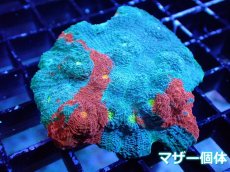 画像2: 【サンゴ】【通販】フラグ キッカサンゴsp.（Rainbow)（個体販売）No.32（生体）（サンゴ） (2)