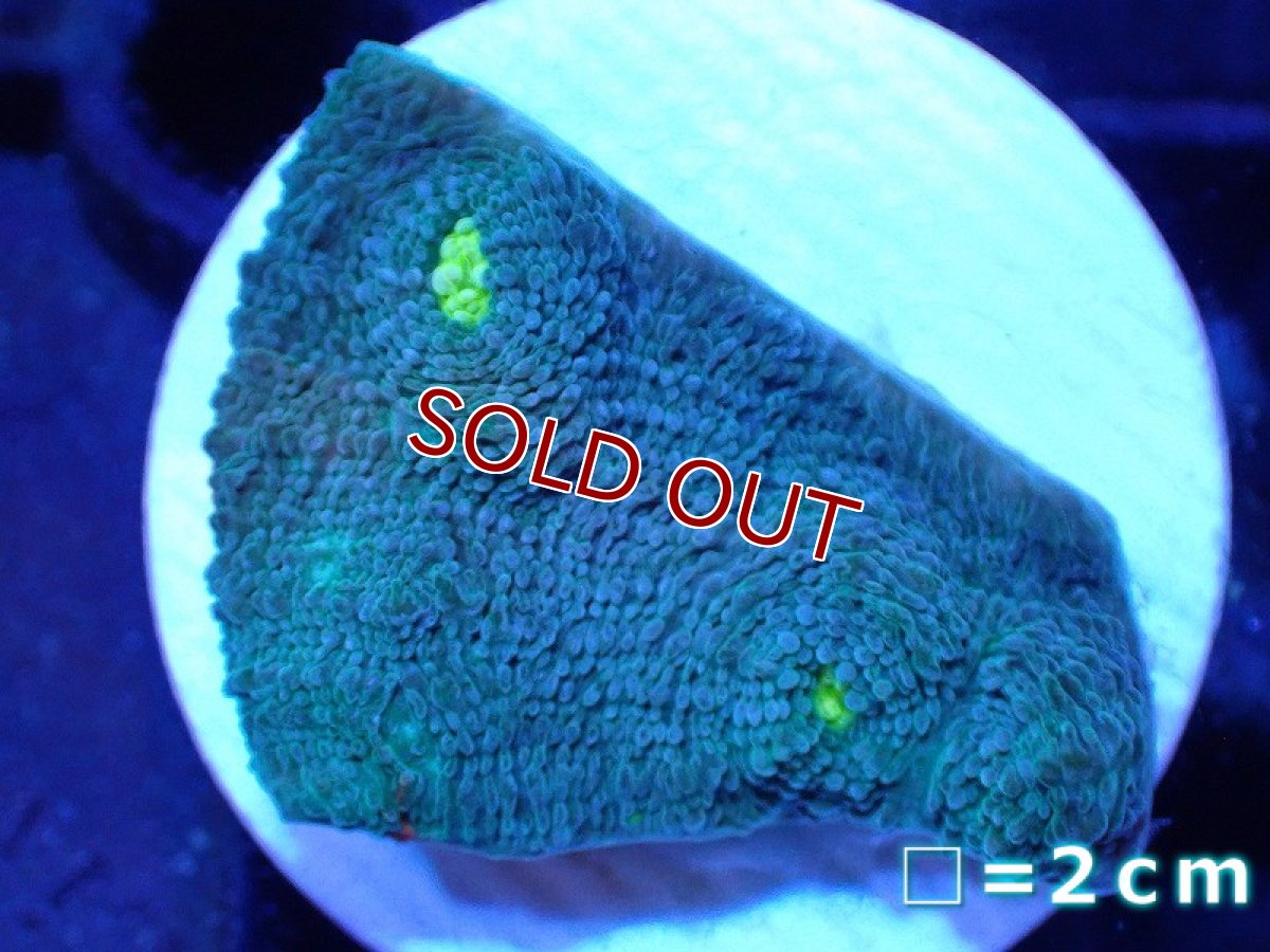 画像1: 【サンゴ】【通販】フラグ キッカサンゴsp.（Rainbow)（個体販売）No.33（生体）（サンゴ） (1)