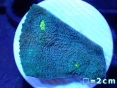 画像1: 【サンゴまとめ買い割引き10％〜20%OFF対象商品】【サンゴ】【通販】フラグ キッカサンゴsp.（Rainbow)（個体販売）No.33（生体）（サンゴ） (1)