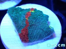 画像1: 【サンゴ】【通販】フラグ キッカサンゴsp.（Rainbow)（個体販売）No.34（生体）（サンゴ） (1)