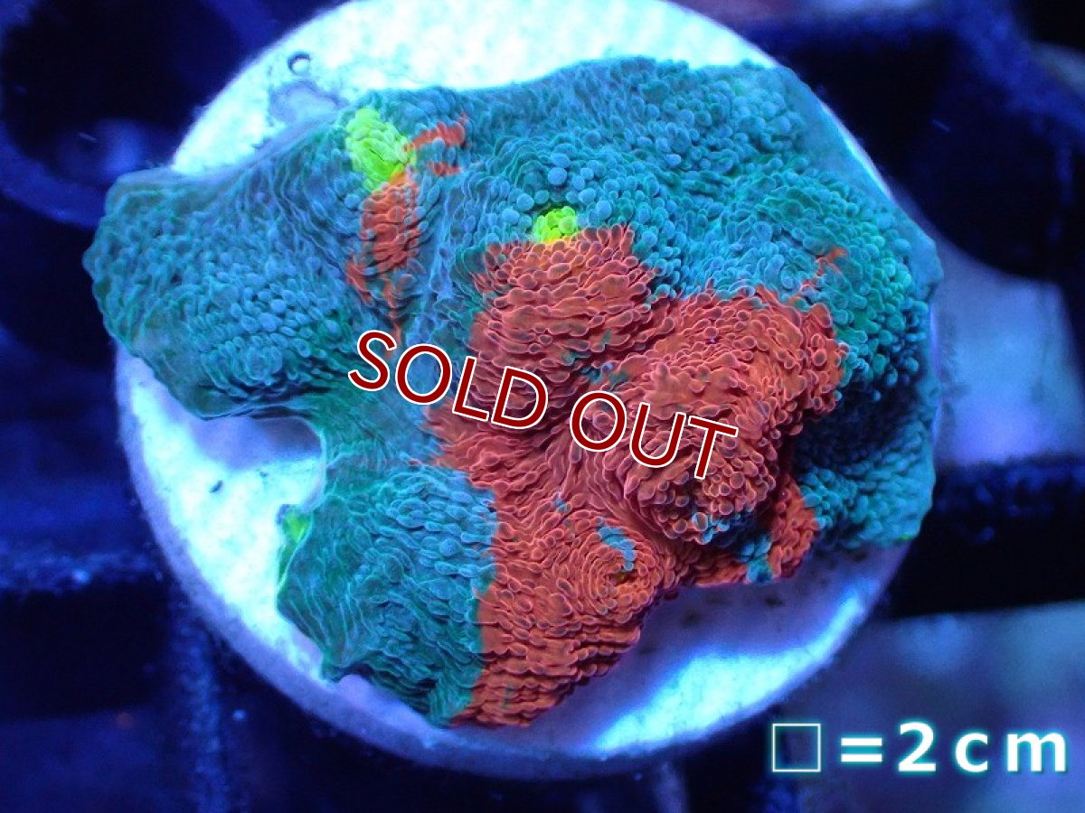 画像1: 【サンゴ】【通販】フラグ キッカサンゴsp.（Rainbow)（個体販売）No.35（生体）（サンゴ） (1)