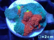 画像1: 【サンゴ】【通販】フラグ キッカサンゴsp.（Rainbow)（個体販売）No.35（生体）（サンゴ） (1)