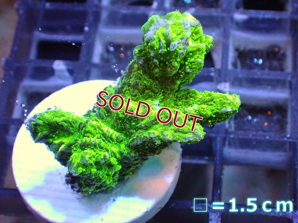 画像1: 【サンゴ】【通販】フラグエダイボサンゴ（メタリックグリーン）（個体販売）No.1（生体）（サンゴ） (1)