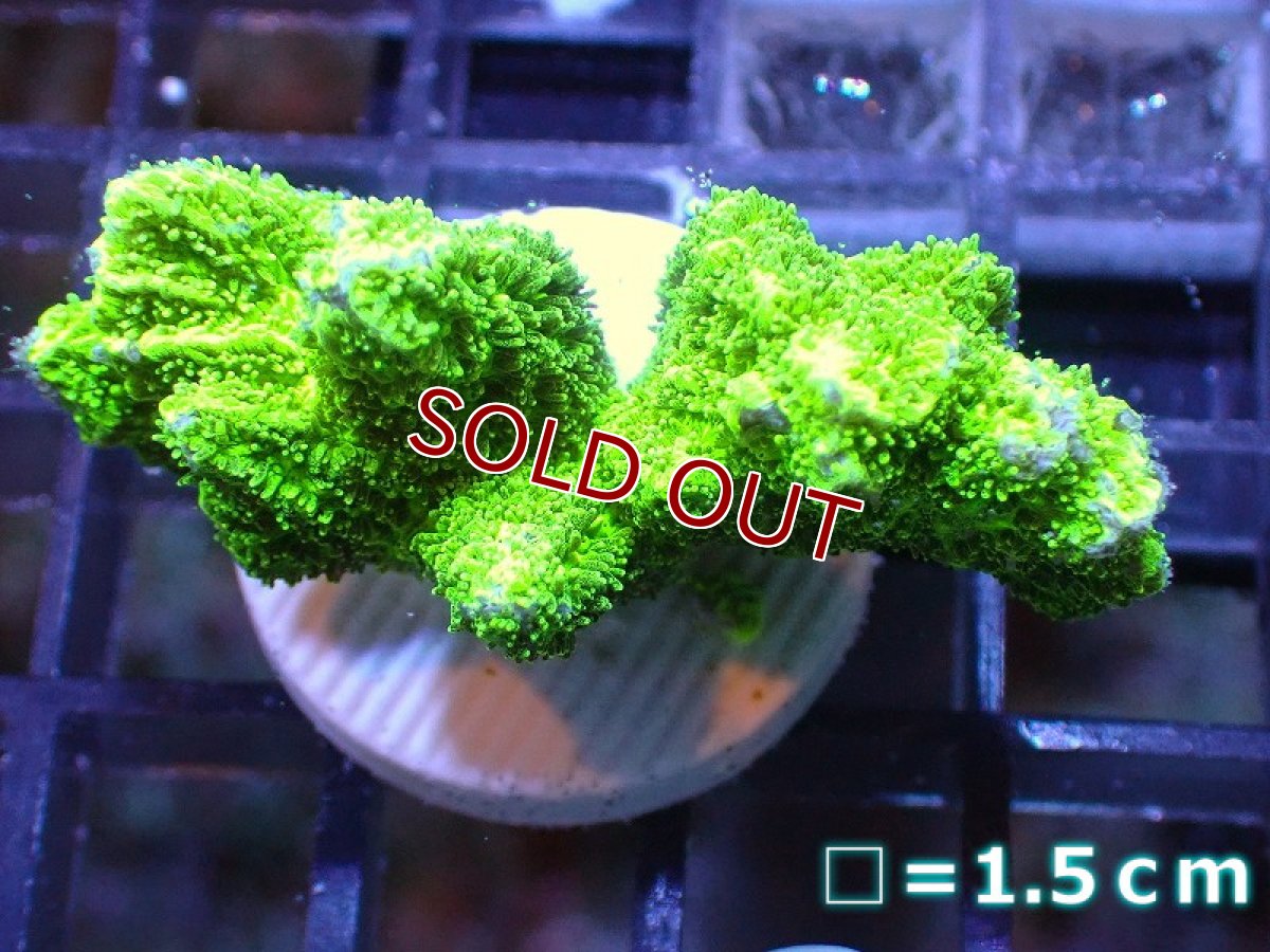画像1: 【サンゴ】【通販】フラグエダイボサンゴ（メタリックグリーン）（個体販売）No.4（生体）（サンゴ） (1)