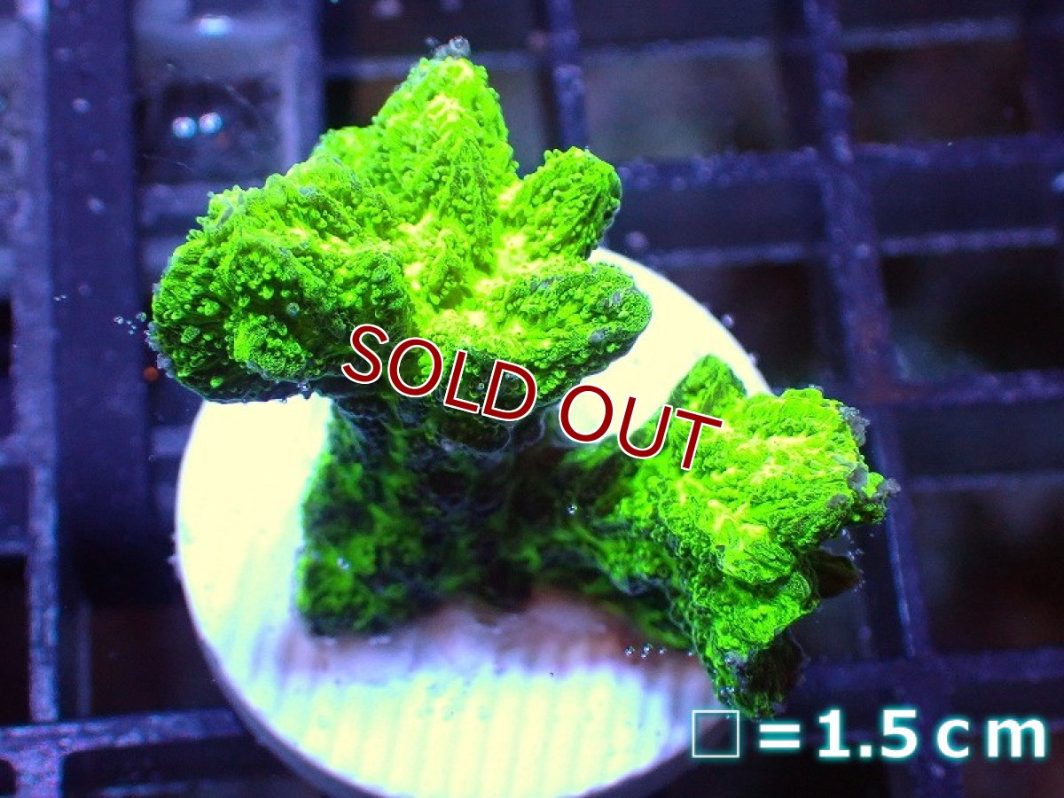 画像1: 【サンゴ】【通販】フラグエダイボサンゴ（メタリックグリーン）（個体販売）No.5（生体）（サンゴ） (1)