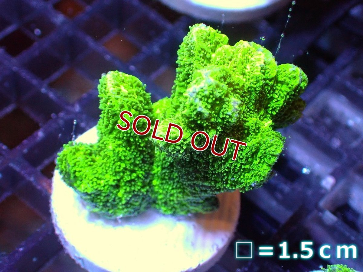 画像1: 【サンゴ】【通販】フラグエダイボサンゴ（メタリックグリーン）（個体販売）No.8（生体）（サンゴ） (1)