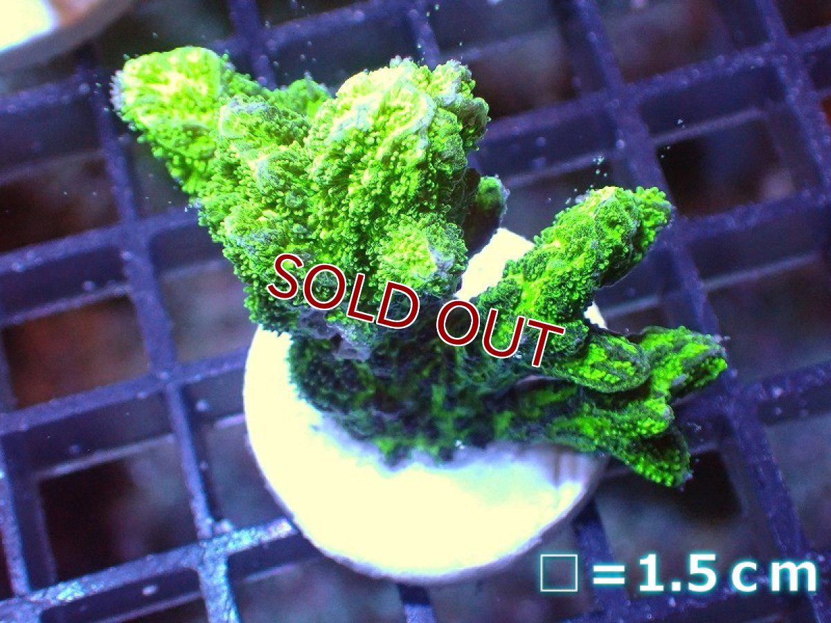 画像1: 【サンゴ】【通販】フラグエダイボサンゴ（メタリックグリーン）（個体販売）No.9（生体）（サンゴ） (1)