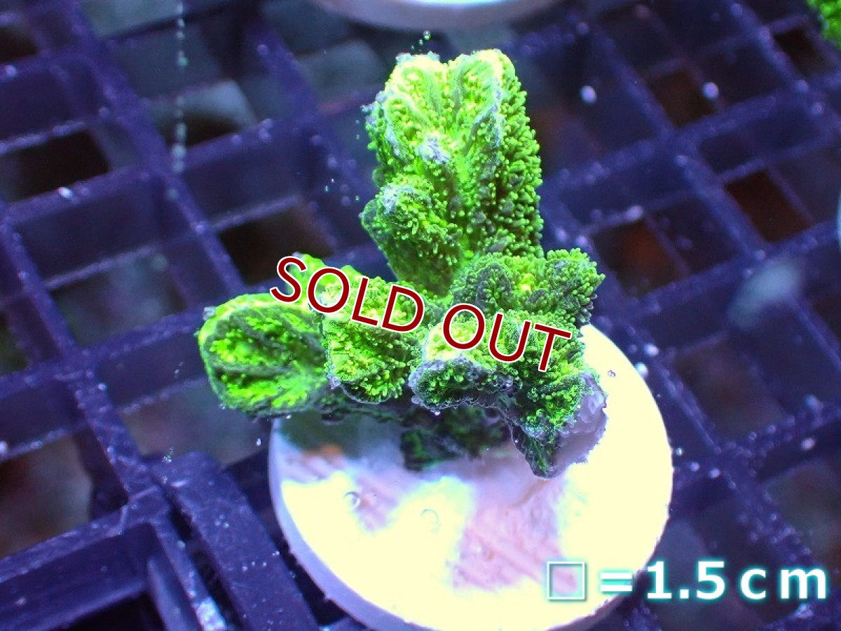 画像1: 【サンゴ】【通販】フラグエダイボサンゴ（メタリックグリーン）（個体販売）No.10（生体）（サンゴ） (1)