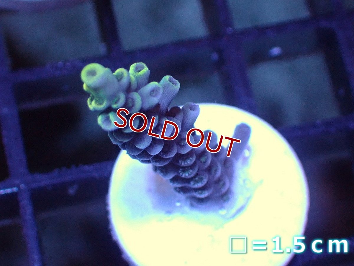 画像1: 【サンゴ】【通販】フラグミドリイシsp. （Yellow)（個体販売）No.3（生体）（サンゴ） (1)