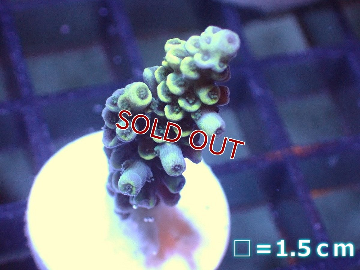 画像1: 【サンゴ】【通販】フラグミドリイシsp. （Yellow)（個体販売）No.4（生体）（サンゴ） (1)