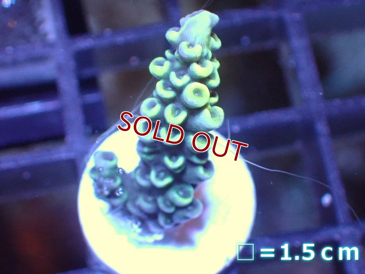 画像1: 【サンゴ】【通販】フラグミドリイシsp. （Yellow)（個体販売）No.5（生体）（サンゴ） (1)