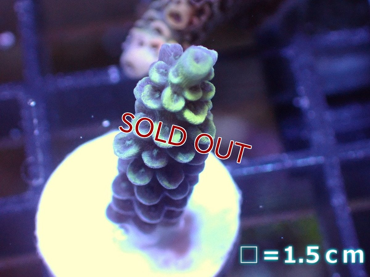 画像1: 【サンゴ】【通販】フラグミドリイシsp. （Yellow)（個体販売）No.7（生体）（サンゴ） (1)