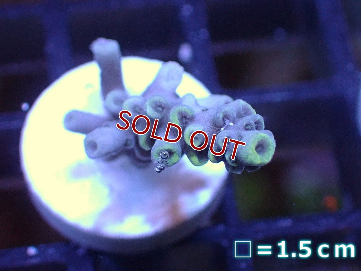 画像1: 【サンゴ】【通販】フラグミドリイシsp. （Yellow)（個体販売）No.8（生体）（サンゴ） (1)