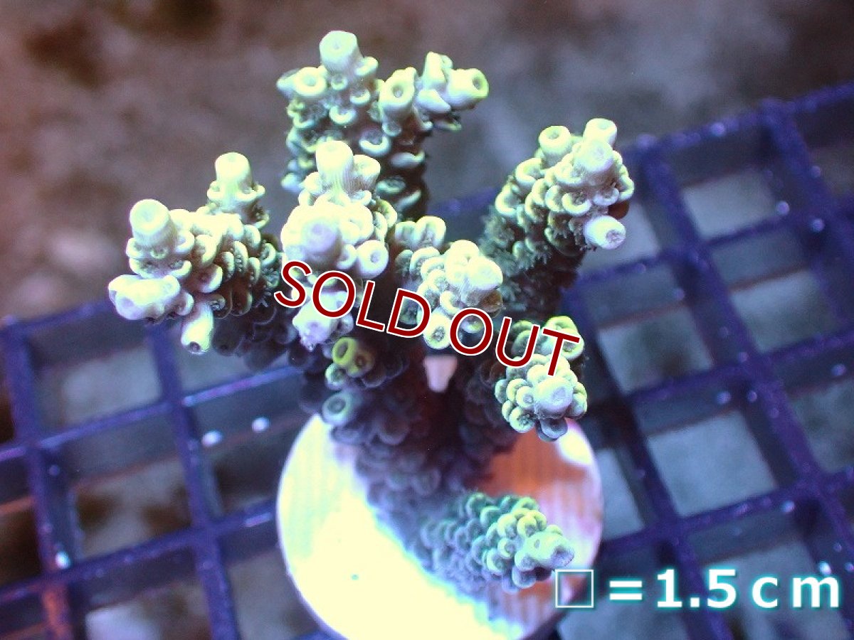 画像1: 【サンゴまとめ買い割引き10％〜20%OFF対象商品】 【サンゴ】【通販】フラグミドリイシsp. （Yellow)（個体販売）No.11（生体）（サンゴ） (1)