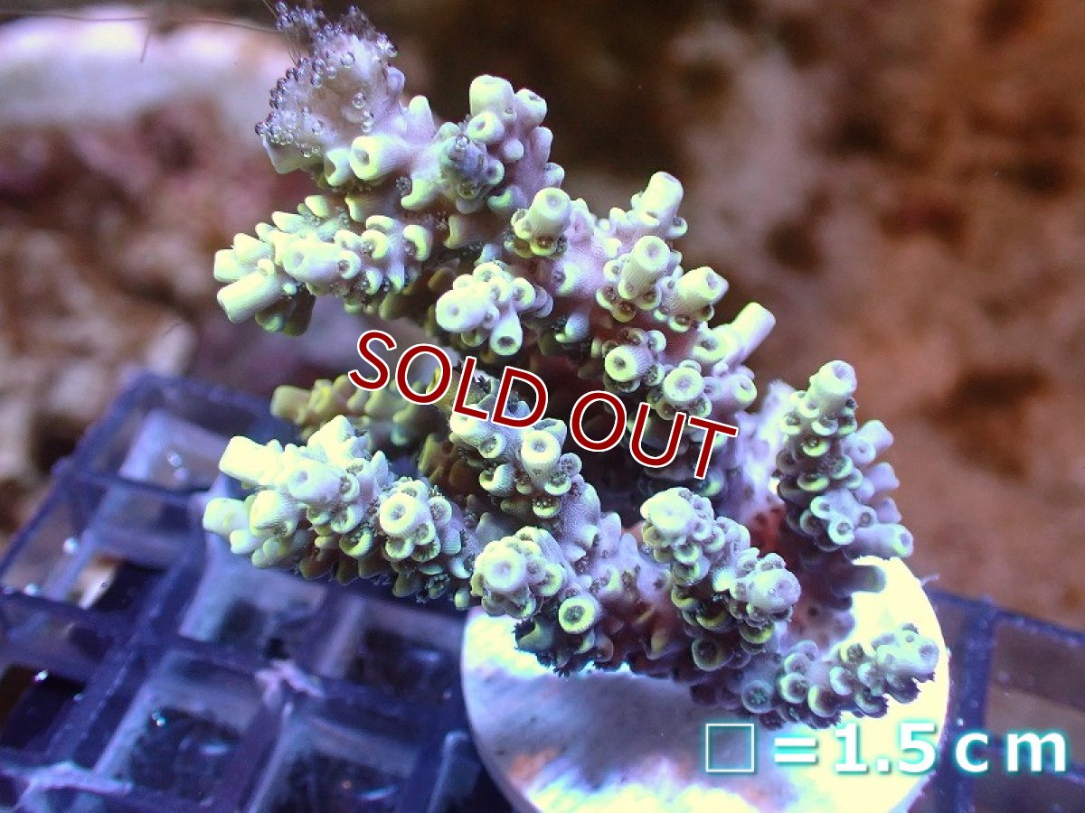 画像1: 【サンゴまとめ買い割引き10％〜20%OFF対象商品】 【サンゴ】【通販】フラグミドリイシsp. （Yellow)（個体販売）No.14（生体）（サンゴ） (1)
