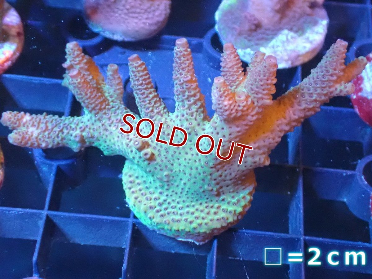 画像1: 【サンゴまとめ買い割引き10％〜20%OFF対象商品】 【サンゴ】【通販】フラグミドリイシsp. （美カラー）（個体販売）No.6（生体）（サンゴ） (1)