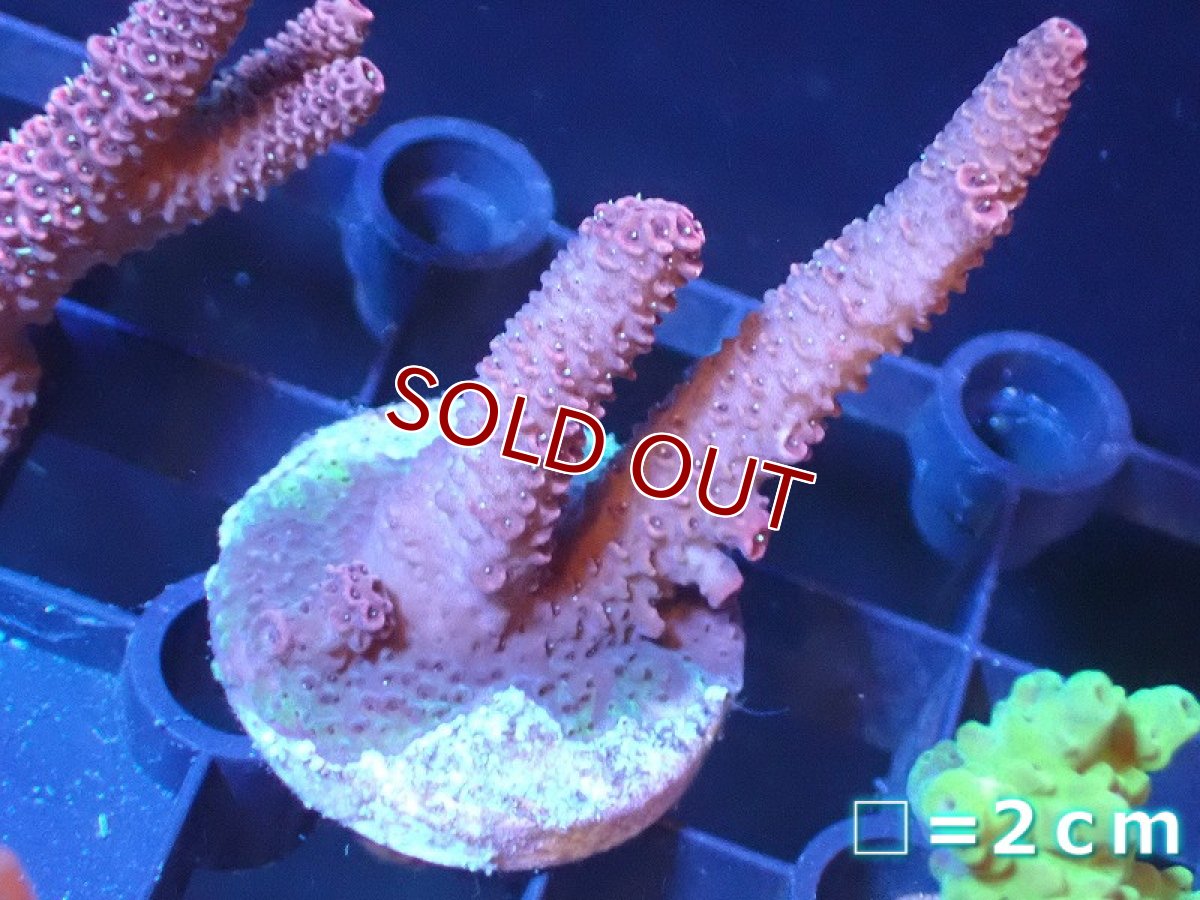 画像1: 【サンゴ】【通販】フラグミドリイシsp. （美カラー）（個体販売）No.8（生体）（サンゴ） (1)