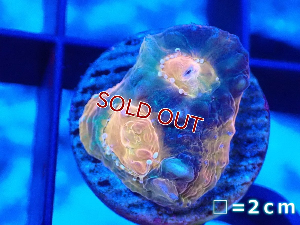 画像1: 【サンゴまとめ買い割り引き対象商品30周年セール】【サンゴ】【通販】【オーストラリア産】フラグ キッカサンゴsp.（個体販売）No.1（生体）（サンゴ） (1)