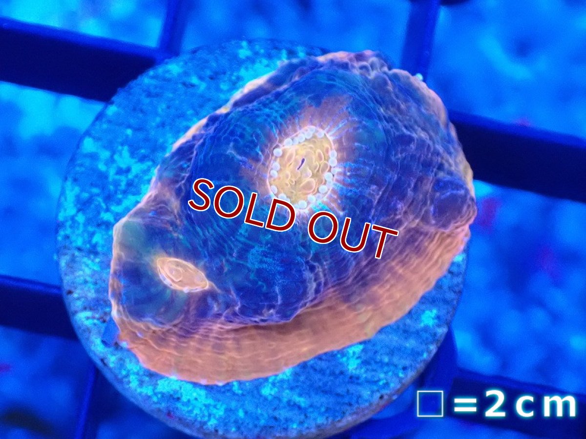 画像1: 【サンゴ】【通販】【オーストラリア産】フラグ キッカサンゴsp.（個体販売）No.2（生体）（サンゴ） (1)