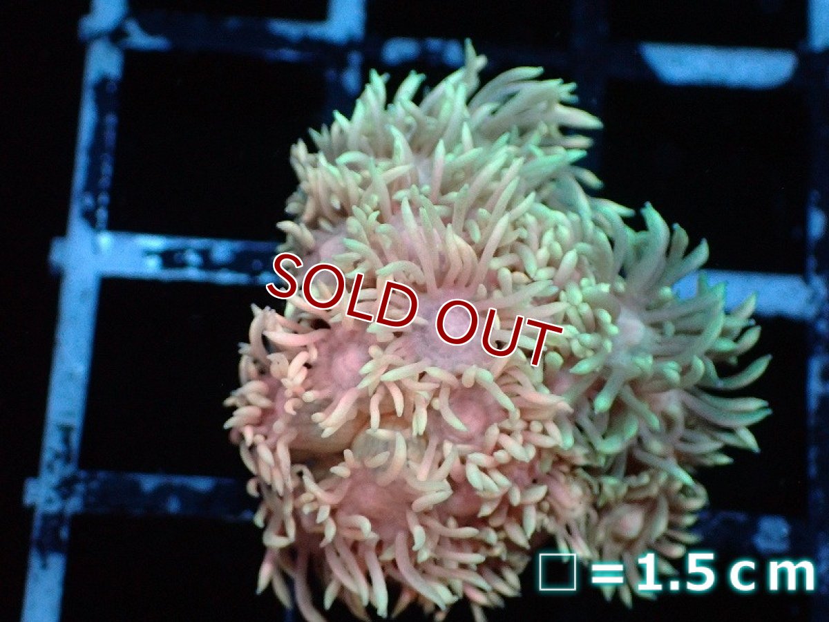 画像1: 【サンゴまとめ買い割引き10％〜20%OFF対象商品】 【サンゴ】【通販】フラグ ハナガササンゴ（美ピンク）（個体販売）（生体）（サンゴ） (1)