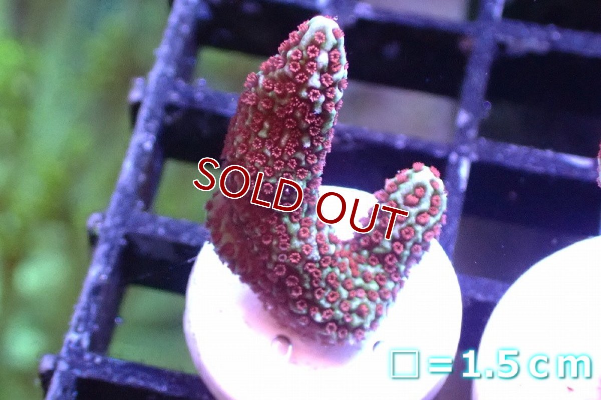 画像1: 【サンゴまとめ買い割引き10％〜20%OFF対象商品】 【サンゴ】【通販】フラグ エダコモンサンゴ（Red Polyp)（個体販売）No.1（生体）（サンゴ） (1)