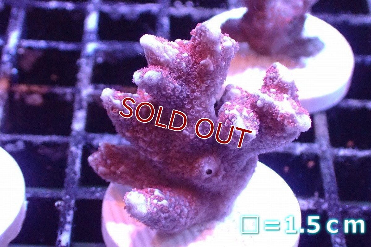 画像1: 【サンゴまとめ買い割引き10％〜20%OFF対象商品】 【サンゴ】【通販】フラグ エダコモンサンゴ（Red Polyp)（個体販売）No.14（生体）（サンゴ） (1)