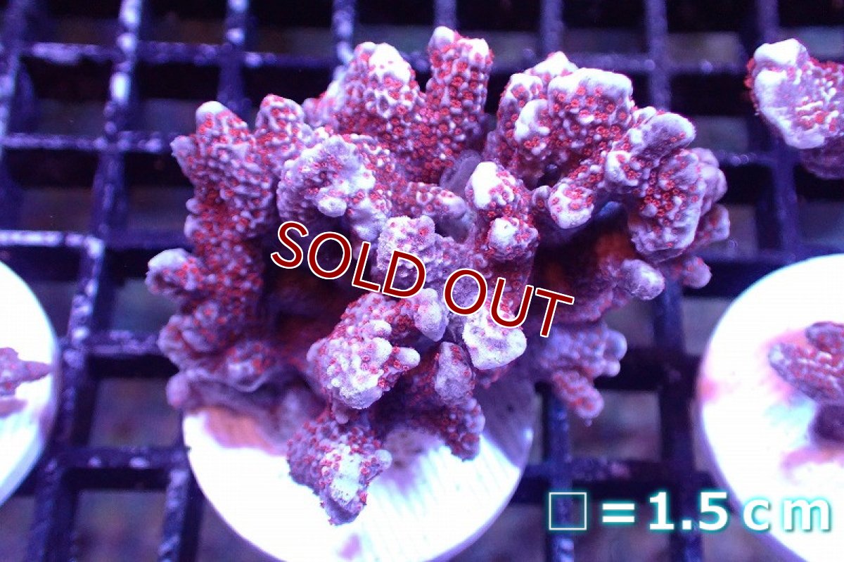 画像1: 【サンゴまとめ買い割引き10％〜20%OFF対象商品】 【サンゴ】【通販】フラグ エダコモンサンゴ（Red Polyp)（個体販売）No.22（生体）（サンゴ） (1)