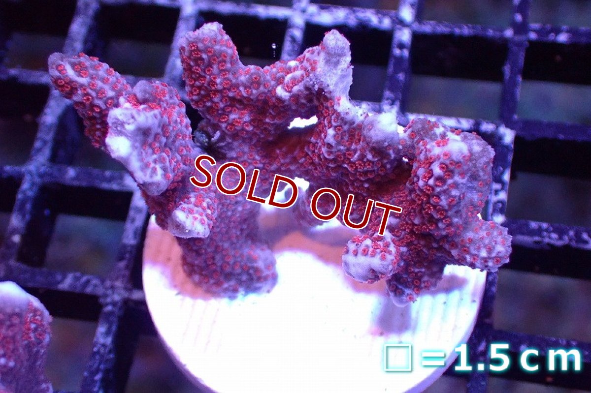 画像1: 【サンゴまとめ買い割引き10％〜20%OFF対象商品】 【サンゴ】【通販】フラグ エダコモンサンゴ（Red Polyp)（個体販売）No.23（生体）（サンゴ） (1)