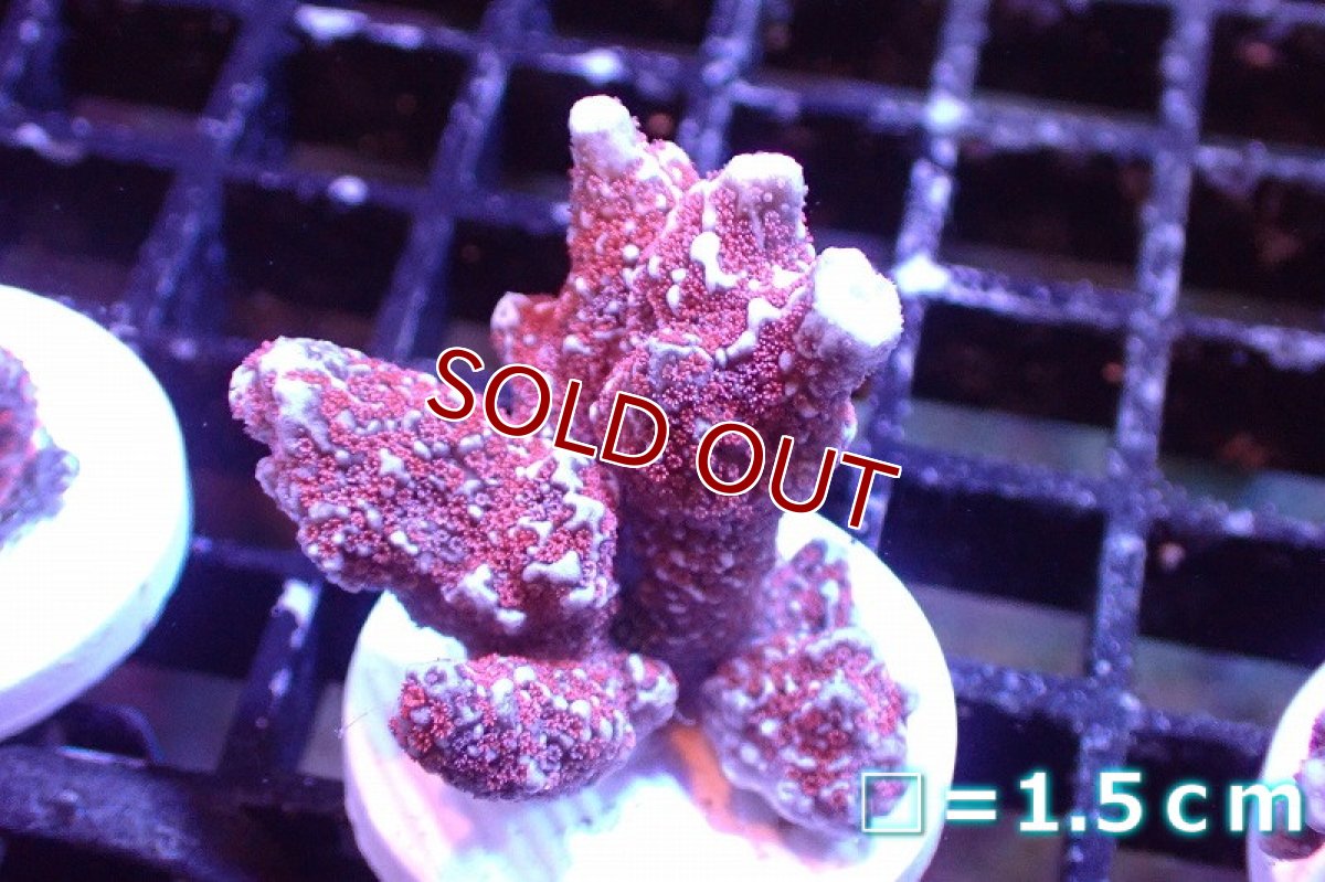 画像1: 【サンゴまとめ買い割引き10％〜20%OFF対象商品】 【サンゴ】【通販】フラグ エダコモンサンゴ（Red Polyp)（個体販売）No.27（生体）（サンゴ） (1)