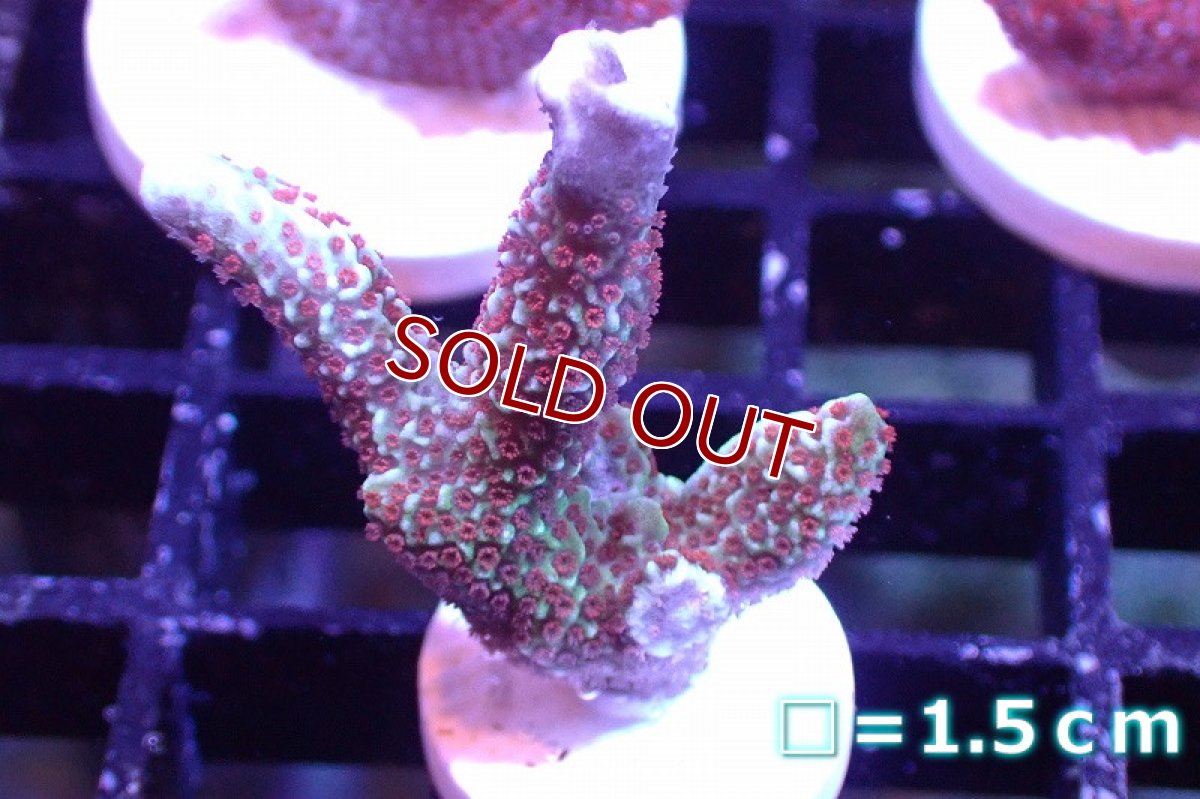 画像1: 【サンゴ】【通販】フラグ エダコモンサンゴ（Red Polyp)（個体販売）No.29（生体）（サンゴ） (1)