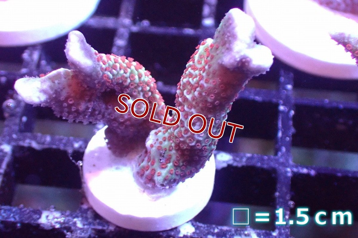 画像1: 【サンゴまとめ買い割引き10％〜20%OFF対象商品】 【サンゴ】【通販】フラグ エダコモンサンゴ（Red Polyp)（個体販売）No.30（生体）（サンゴ） (1)