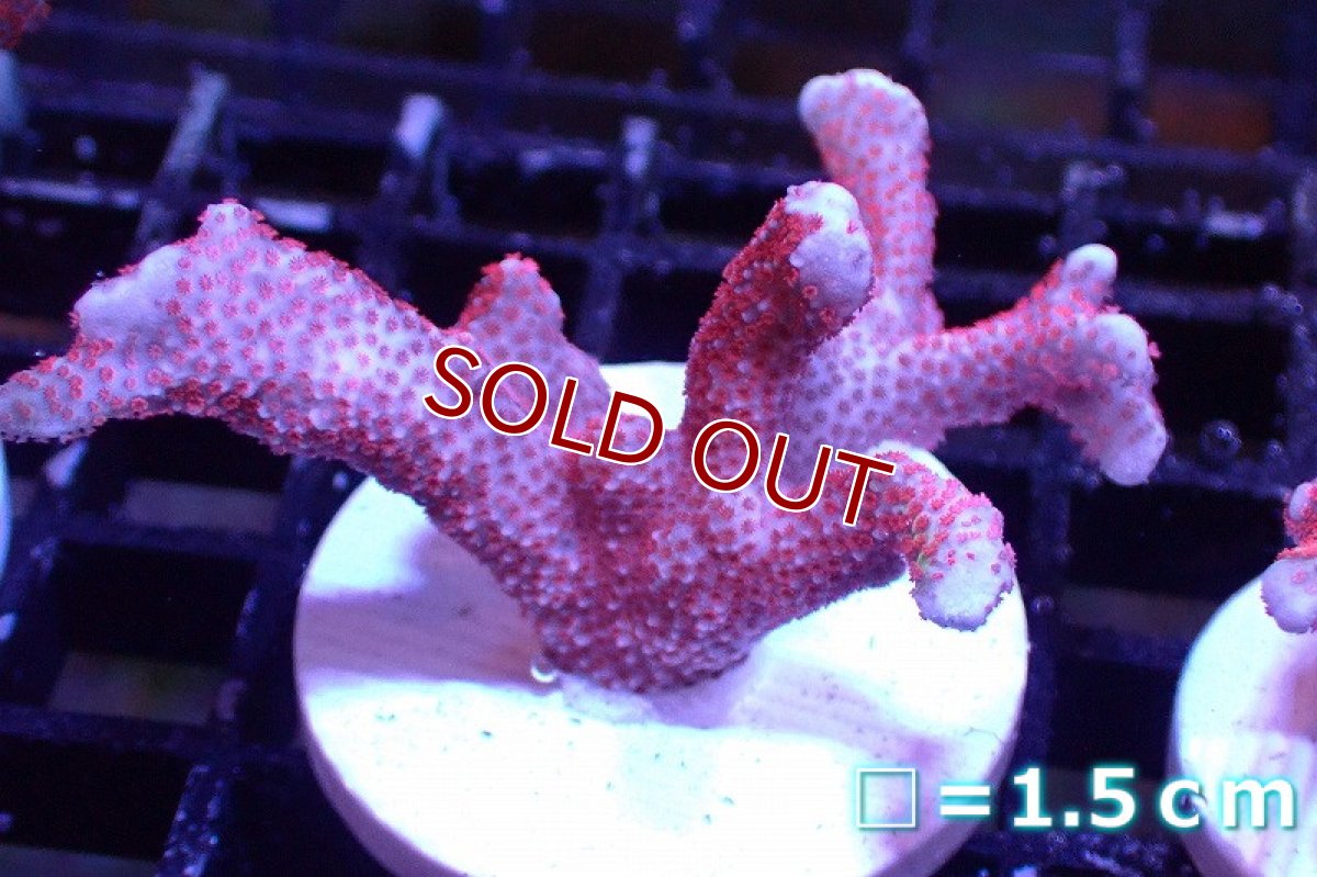 画像1: 【サンゴ】【通販】フラグ エダコモンサンゴ（Red Polyp)（個体販売）No.40（生体）（サンゴ） (1)