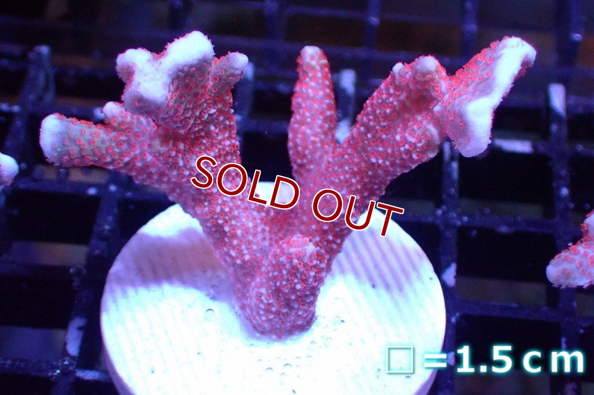 画像1: 【サンゴ】【通販】フラグ エダコモンサンゴ（Red Polyp)（個体販売）No.41（生体）（サンゴ） (1)