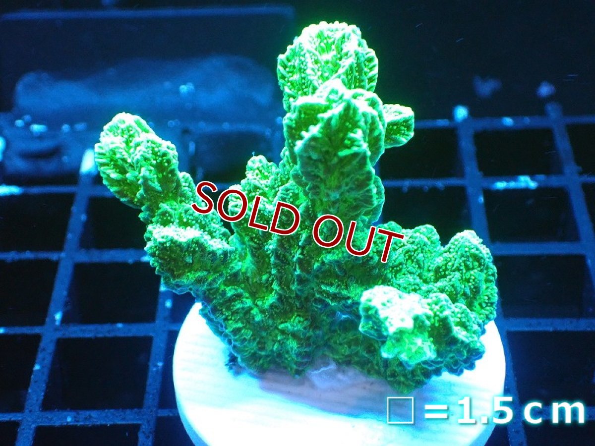 画像1: 【サンゴ】【通販】フラグ エダイボサンゴ（Metallic Green)（個体販売）No.3（生体）（サンゴ） (1)