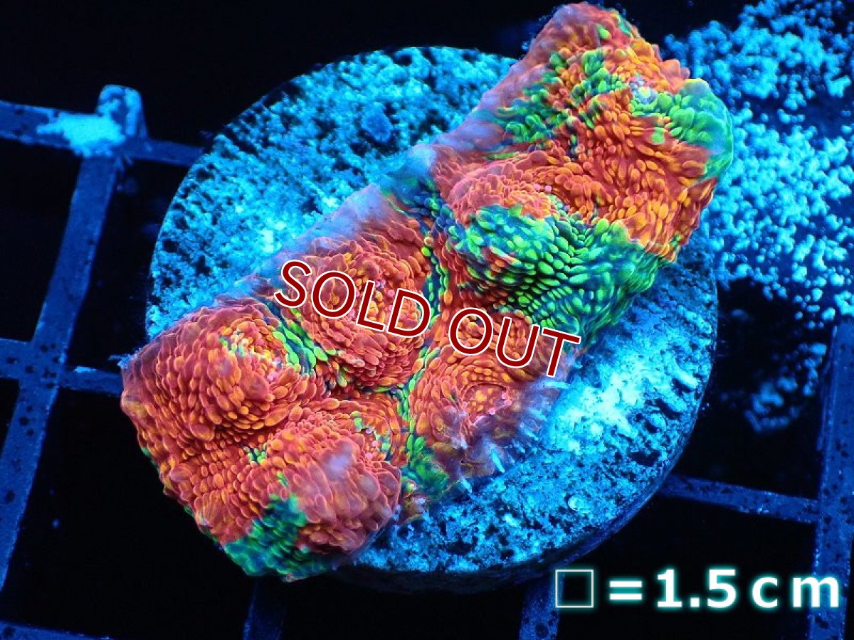 画像1: 【サンゴ】【通販】【オーストラリア産】キッカサンゴsp.（Ultra Grade)（個体販売）No.8（生体）（サンゴ） (1)