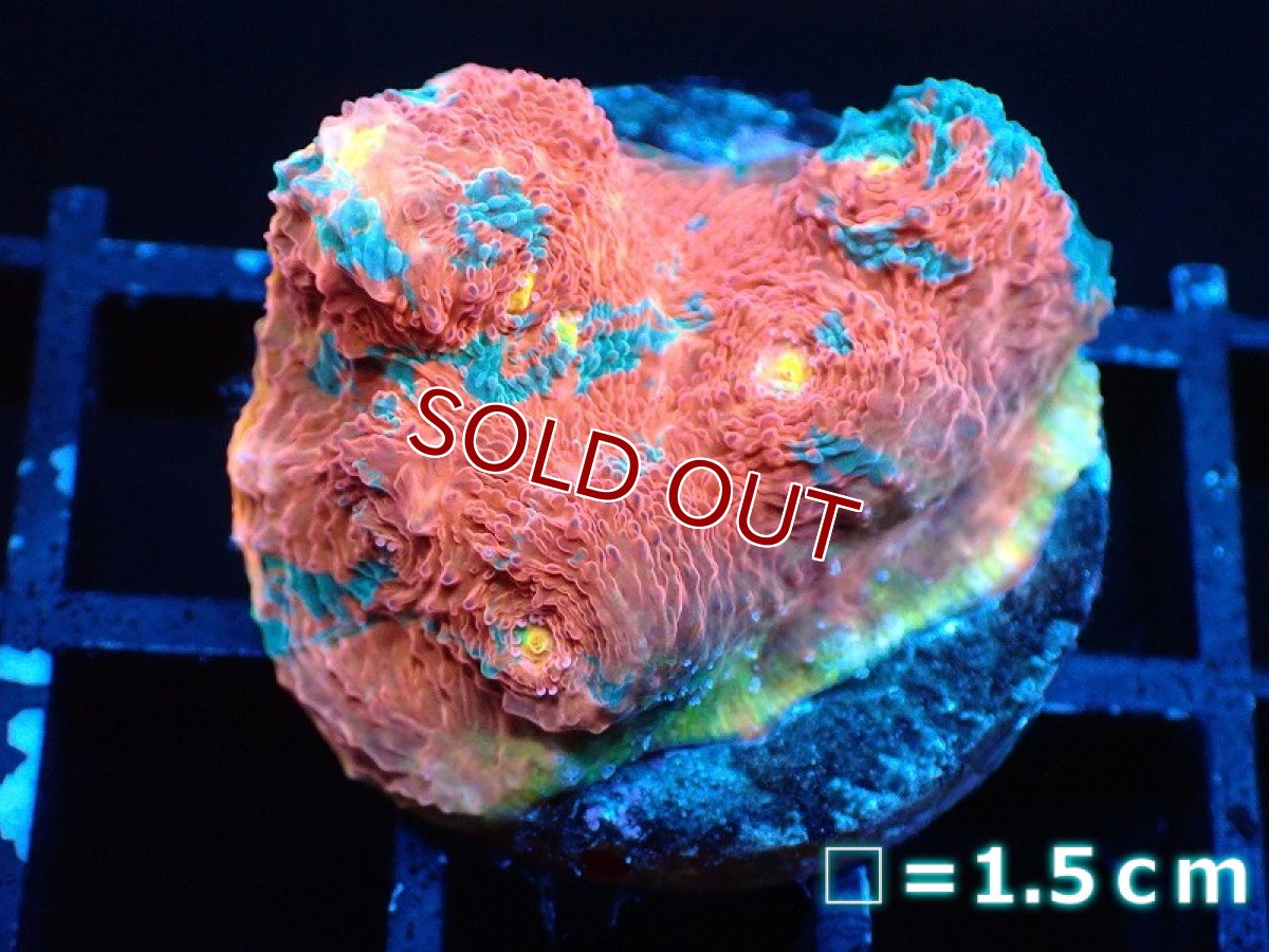 画像1: 【サンゴ】【通販】フラグ キッカサンゴsp.（Rainbow)（個体販売）No.11（生体）（サンゴ） (1)