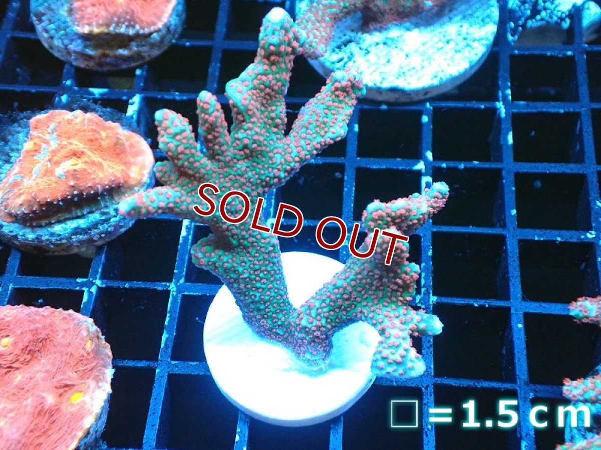 画像1: 【サンゴ】【通販】フラグ エダコモンサンゴ（Red Polyp)（個体販売）No.1（生体）（サンゴ） (1)