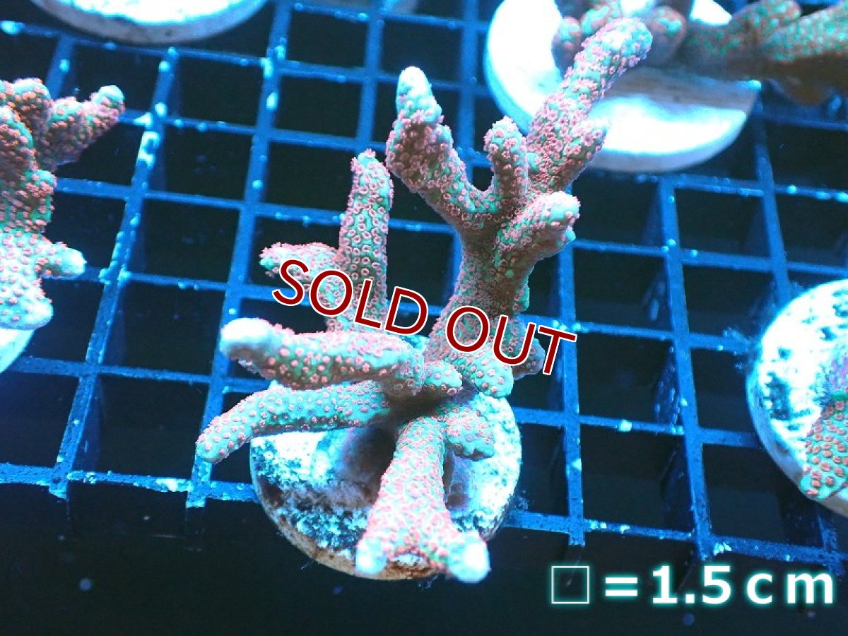 画像1: 【サンゴ】【通販】フラグ エダコモンサンゴ（Red Polyp)（個体販売）No.2（生体）（サンゴ） (1)