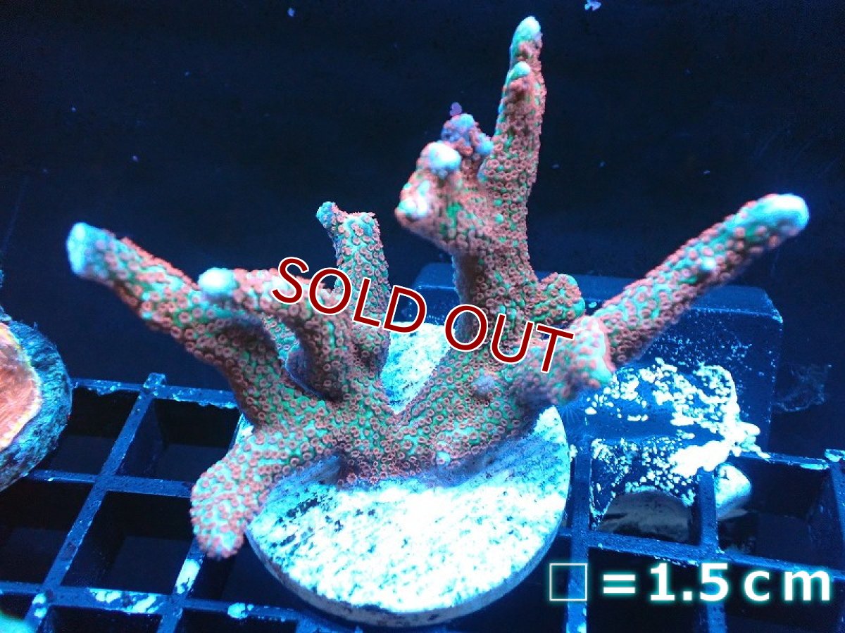 画像1: 【サンゴ】【通販】フラグ エダコモンサンゴ（Red Polyp)（個体販売）No.4（生体）（サンゴ） (1)