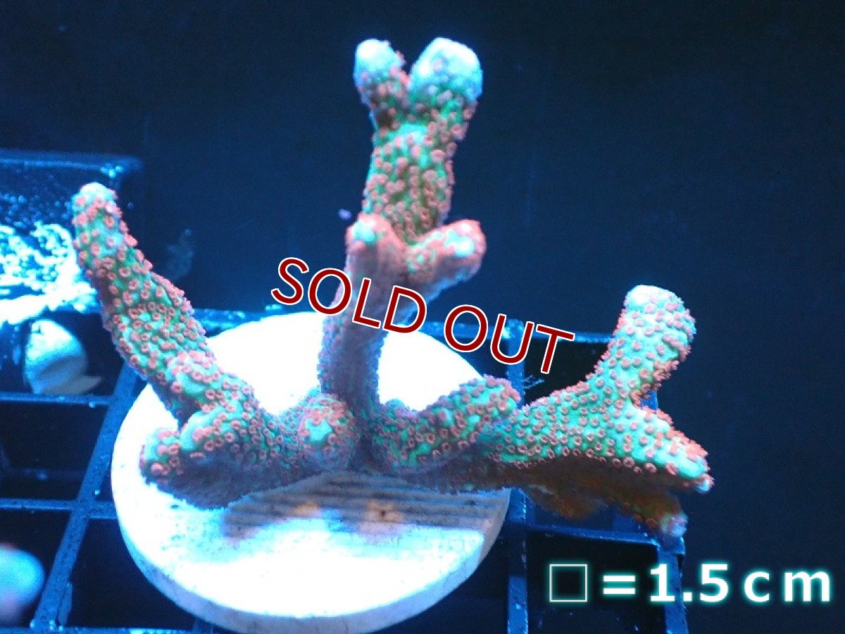 画像1: 【サンゴ】【通販】フラグ エダコモンサンゴ（Red Polyp)（個体販売）No.5（生体）（サンゴ） (1)
