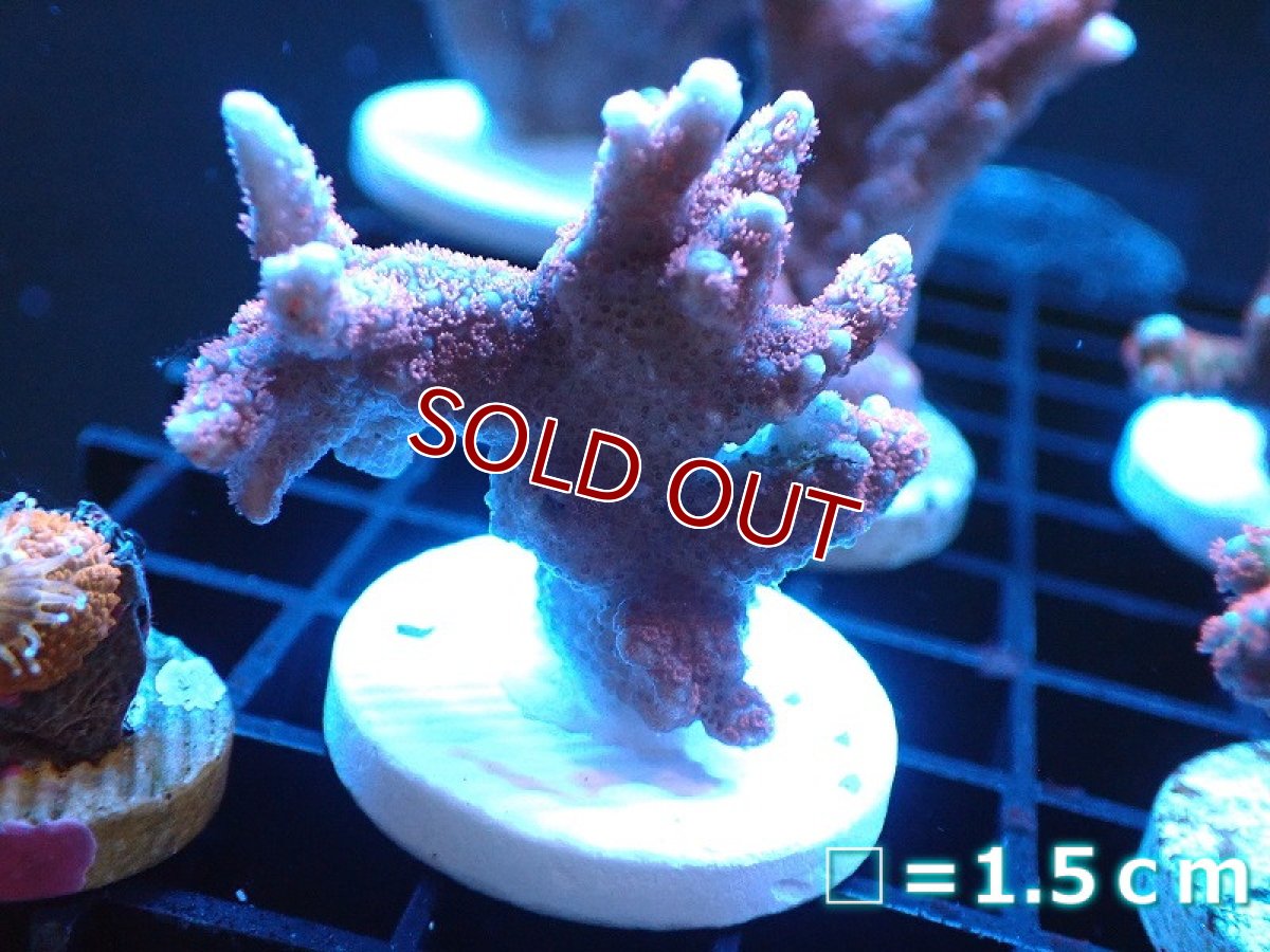 画像1: 【サンゴ】【通販】フラグ エダコモンサンゴ（Red Polyp)（個体販売）No.6（生体）（サンゴ） (1)