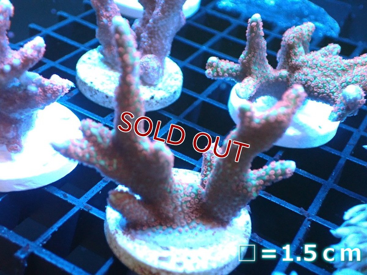 画像1: 【ボーナスセール対象個体　サンゴまとめ買い割り対象商品】【サンゴ】【通販】フラグ エダコモンサンゴ（Red Polyp)（個体販売）No.7（生体）（サンゴ） (1)