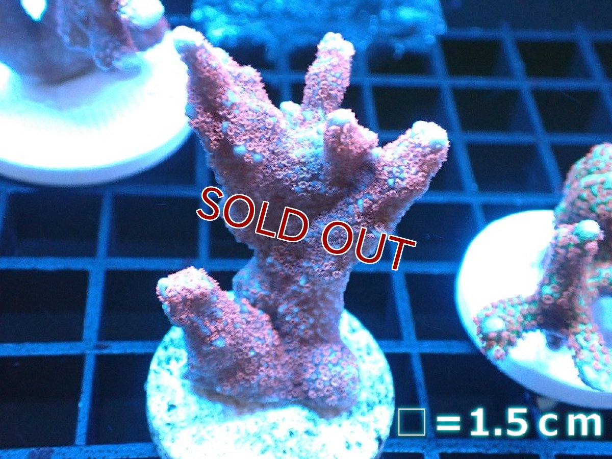 画像1: 【サンゴ】【通販】フラグ エダコモンサンゴ（Red Polyp)（個体販売）No.8（生体）（サンゴ） (1)