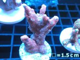 サンゴ】【通販】ウスコモンサンゴ（Red)（個体販売）No.1（生体